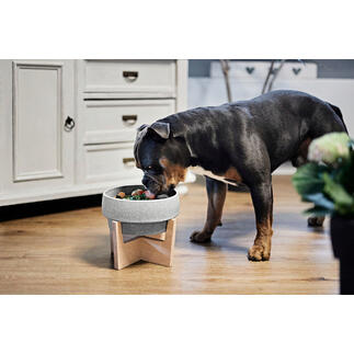 Hond staat voor keramiek voerbak uit Granicium® op houten standaard