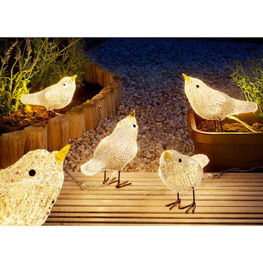 Led-vogels | 3 jaar productgarantie | Pro-Idee Led-vogels | 3 jaar productgarantie | Pro-Idee
