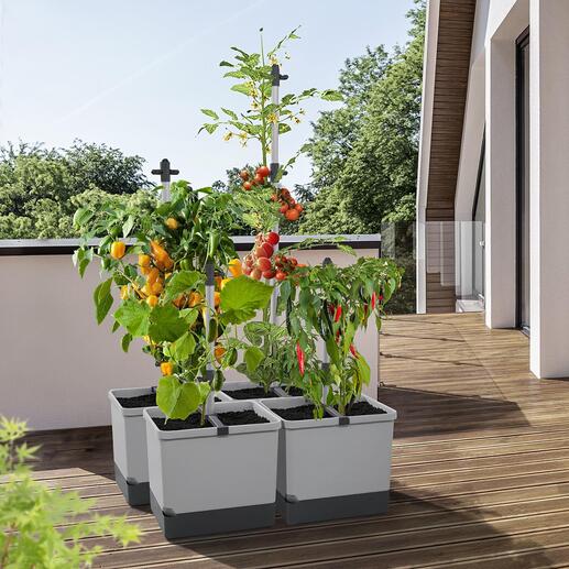 Plantentoren De optimale plek voor klimplanten – speciaal voor kleine ruimtes.