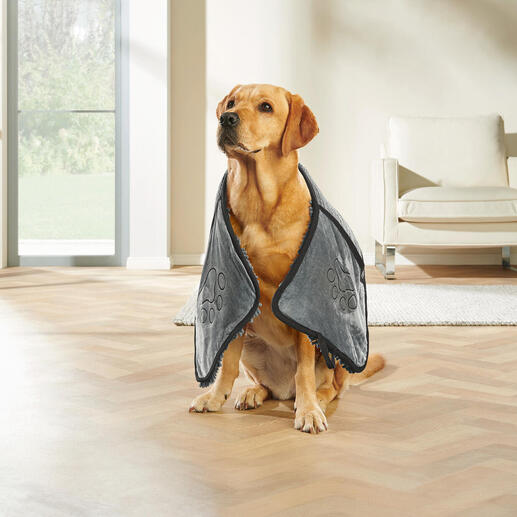 Labrador draagt een grijs chenille huisdier handdoek.
