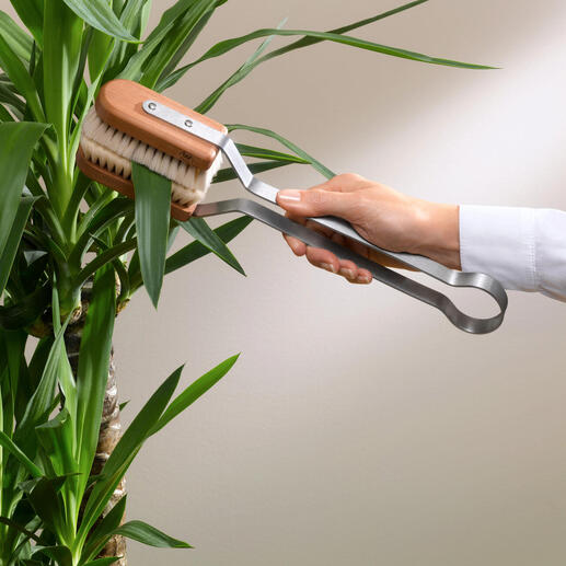 Bladerenborstel wordt gebruikt op een plant