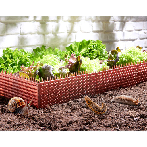 Slakkenbeschermhekje omgeven door verse groenten in de tuin.