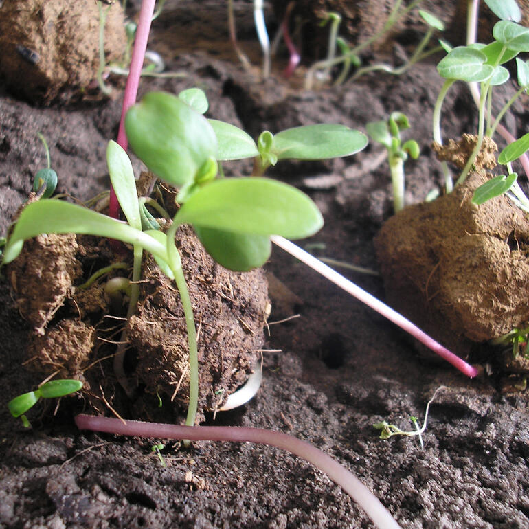 Set zaadbommen Jonge planten ontspruiten uit de grond in een tuin.