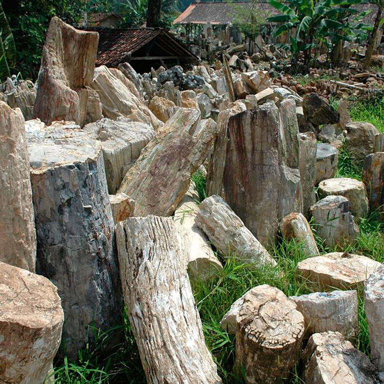 Sensationeel: 20 miljoen jaar oud hout van de tropische soort Dipterocarpus. Fossiel hout in gelaagd formaat in het groen.