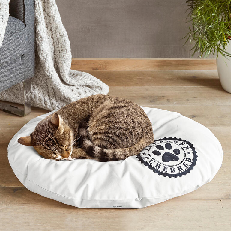 Kattenkussen Slapende kat op een rond, wit kussen.