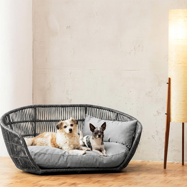 Twee honden op een design hondenbed in een moderne kamer