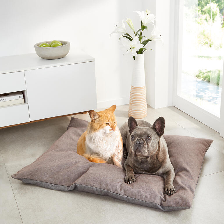 Huisdierkussen met een hond en een kat erop