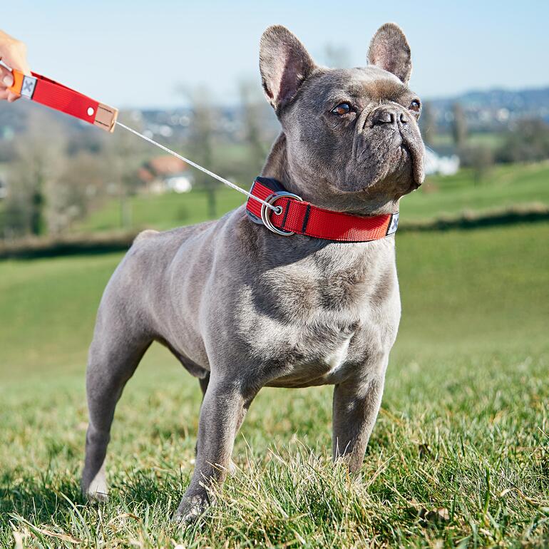 Hond met 2-in-1 halsband en riem in het rood op een weiland.