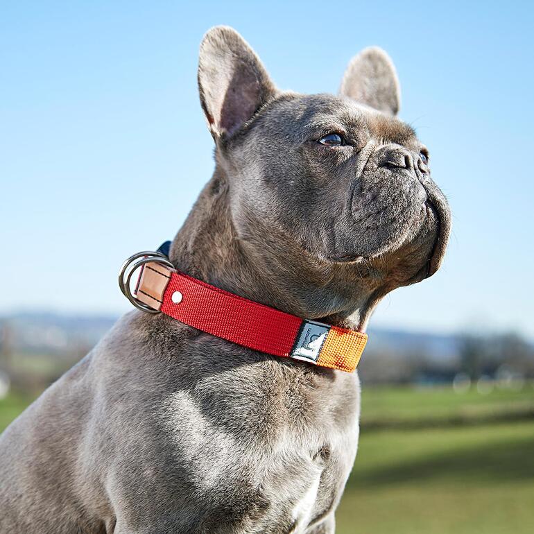 De lijn is direct in de halsband geïntegreerd – hierdoor hebt u beide handen vrij wanneer uw hond losloopt. Franse Bulldog met een rode halsband staat op een weiland voor een blauwe lucht.