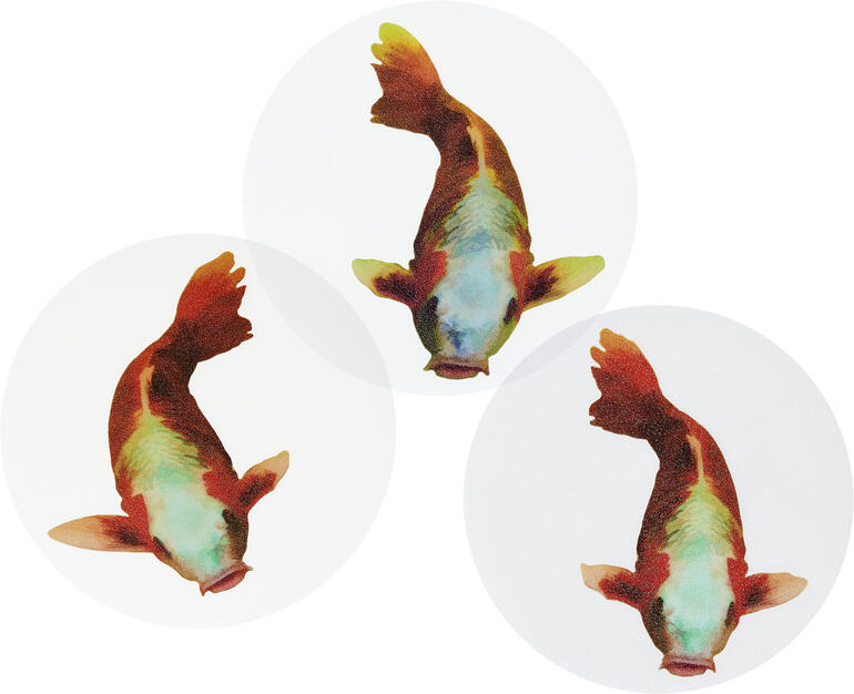 ‘koi’, set van 3 Close-up van drie antislip koi-tatoeages op een lichte achtergrond.