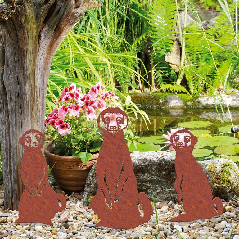 In uw tuin en perken, maar ook in uw kuipen en plantenbakken zorgt het brutale stokstaartjestrio altijd voor vrolijkheid. Meerkats tuinsteekerset van drie meerkatten in de tuin.