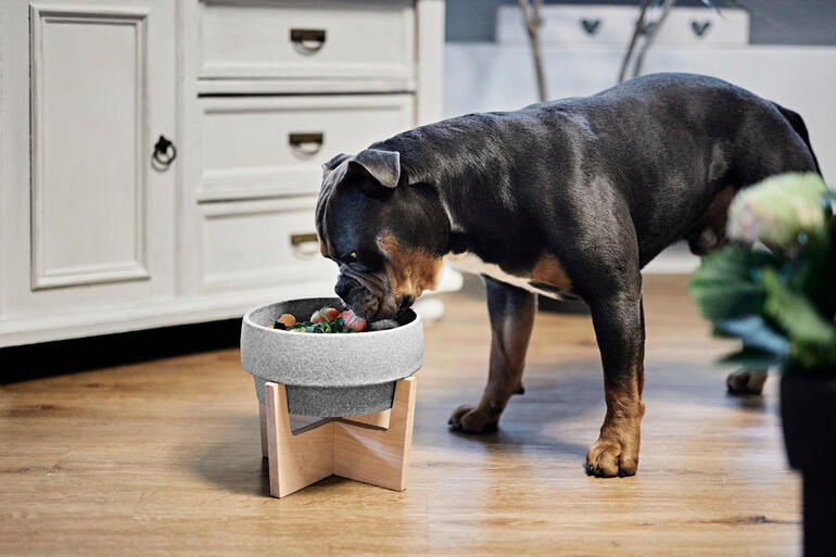 Hond staat voor keramiek voerbak uit Granicium® op houten standaard