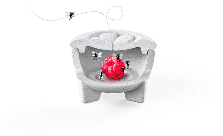 De fruitvliegjes worden gewoon gelokt door een stukje fruit met azijn en worden levend gevangen. Porseleinen fruitvliegenval met een rode vrucht en vliegen op een witte ondergrond.