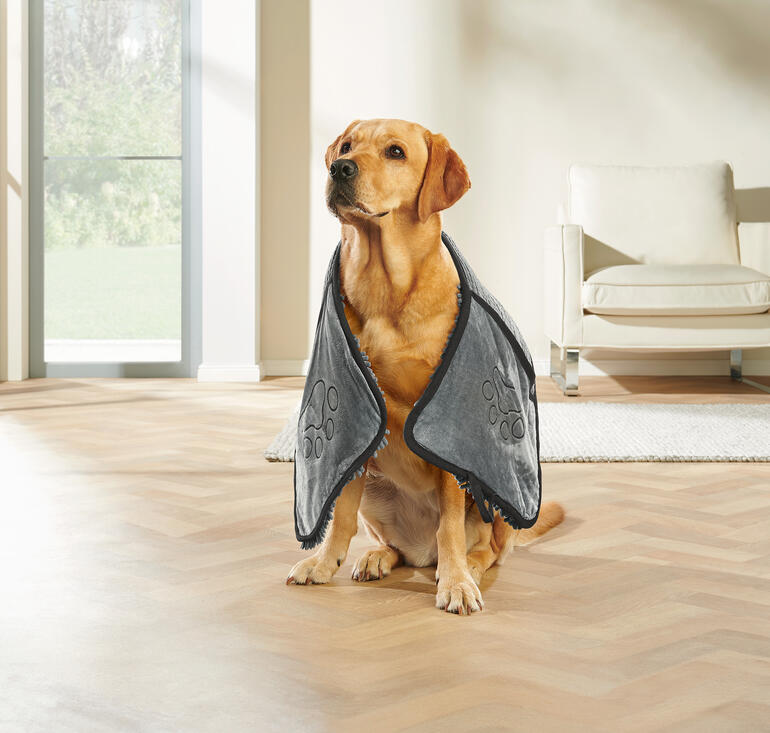 Labrador draagt een grijs chenille huisdier handdoek.