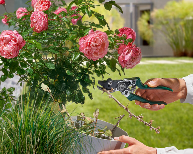 Tuinmaan met een vasthoudfunctie in de hand van een tuinier die bloemen snoeit