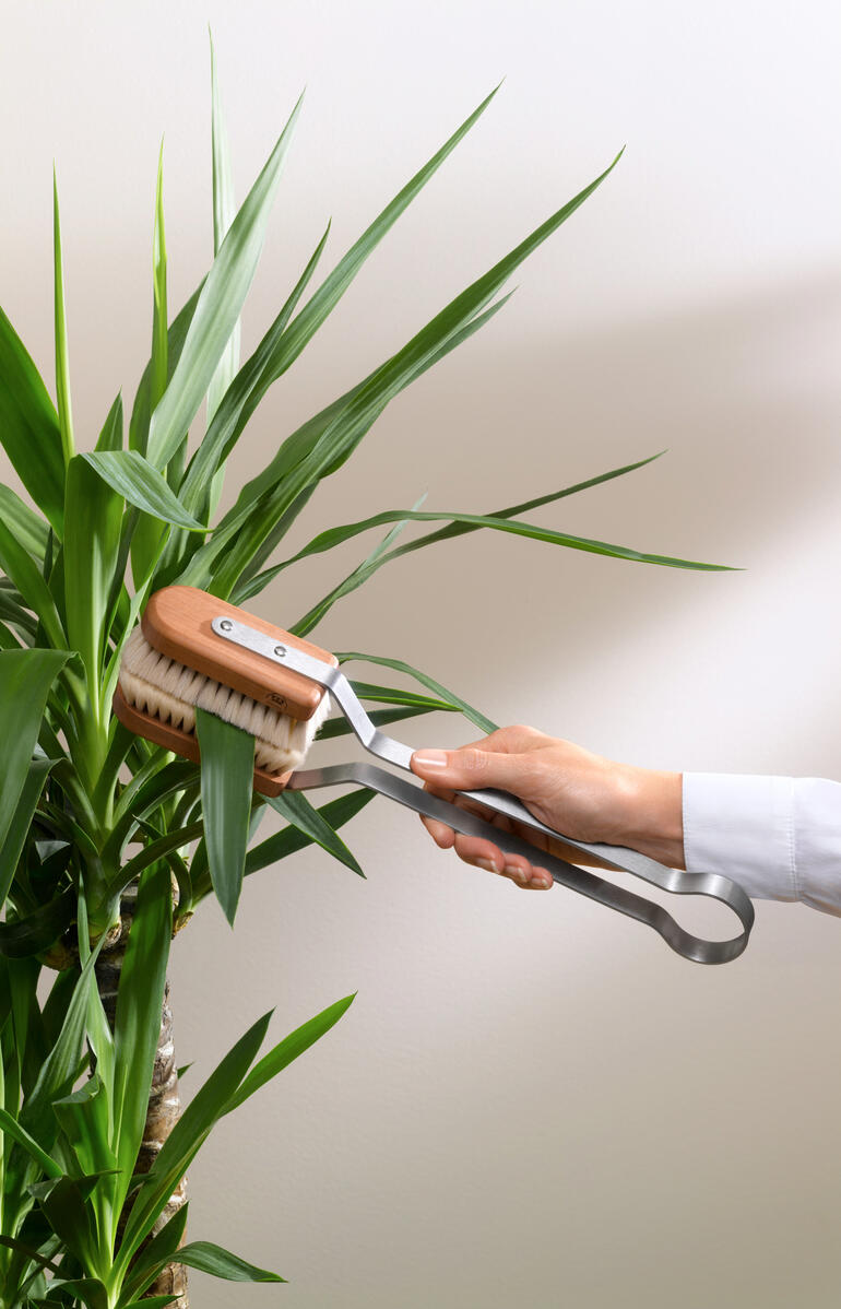 Bladerenborstel wordt gebruikt op een plant