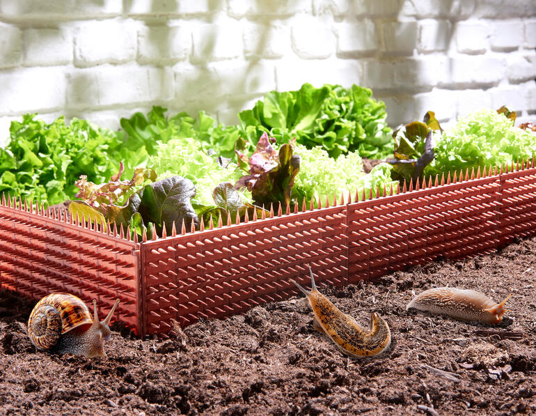 Slakkenbeschermhekje omgeven door verse groenten in de tuin.