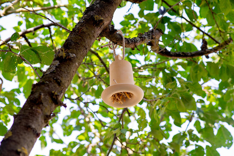 3-in-1 insectenhuis hangt aan een boom, omgeven door vers loof.