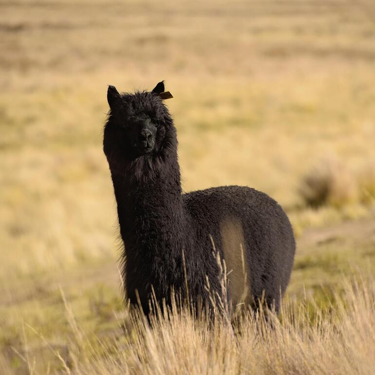 Trui van black alpaca Zwart alpaka in de buitenlucht op een weide